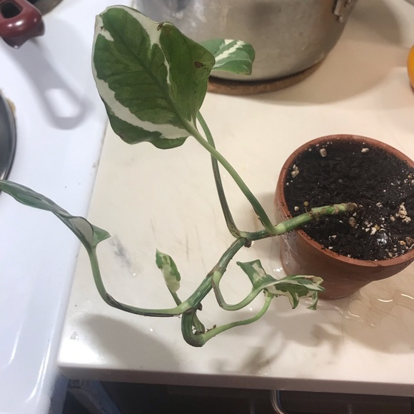 Manjula plant - Picture 11 of 14